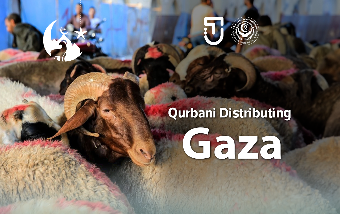 The Qurban Campaign in Gaza.. Share with them the joy of Eid